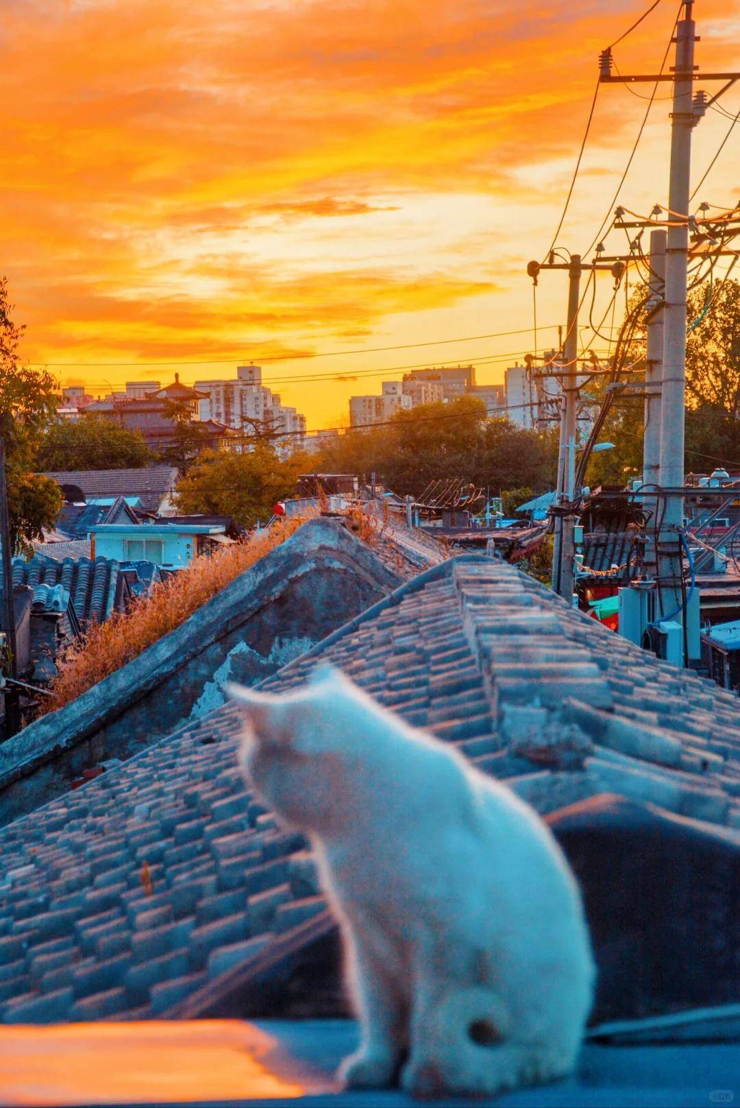 靠谱的私人订制旅行社带您告别传统跟团j9国际站登录北京定制游崛起！这5家(图3)