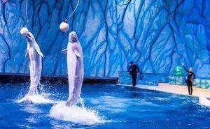 国珠海长隆特价套票飞船乐园横琴湾酒店飞船酒店一站式预订优选j9九游会真人第一品牌珠海易购商务服务有限公司:长隆海洋王(图2) 国珠海长隆特价套票飞船乐园横琴湾酒店飞船酒店一站式预订优选j9九游会真人第一品牌珠海易购商务服务有限公司:长隆海洋王(图2)